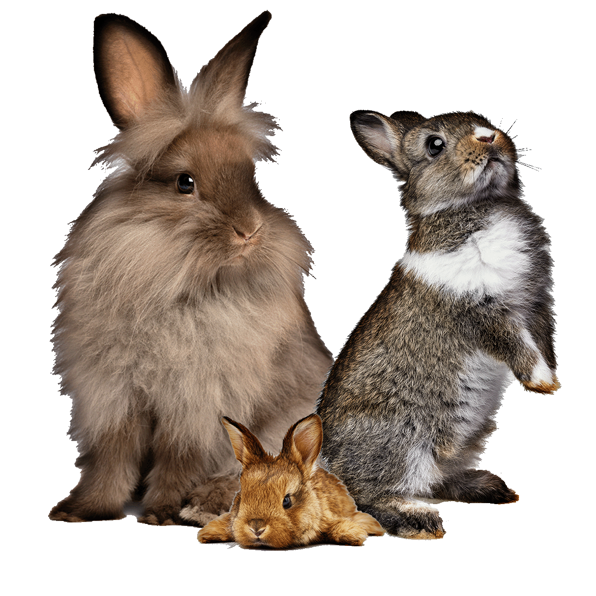 Exotics in Cincinnati, OH | Glenway Animal Hospital